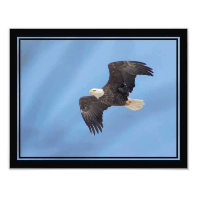 Bald Eagle taking flight Photo Print (Front)