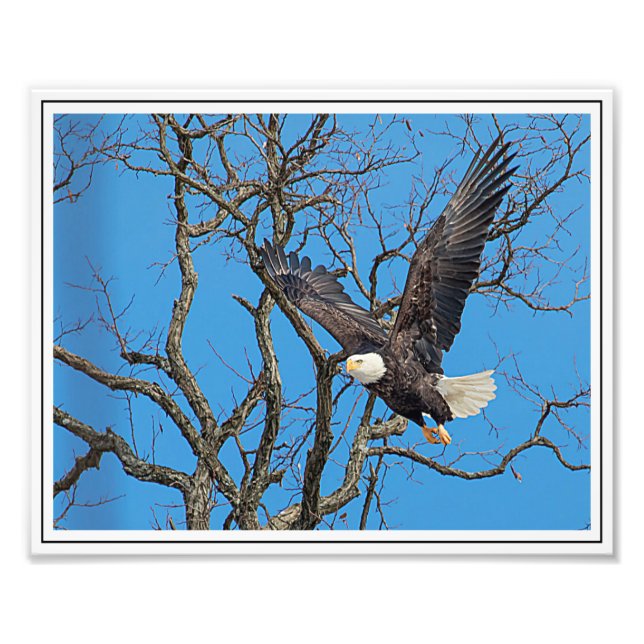Bald Eagle taking flight Photo Print (Front)