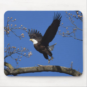 Bald Eagle Taking Off Mouse Pad