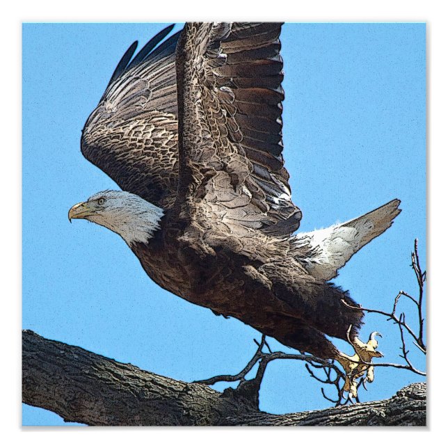 Bald Eagle taking off Photo Print (Front)