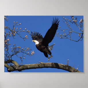 Bald Eagle Taking Off Poster