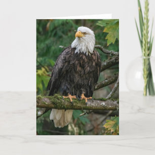 Bald Eagle Thank You Card