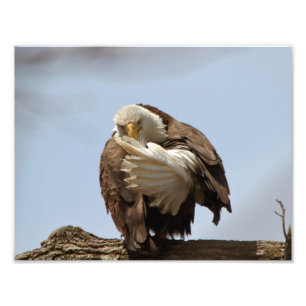Bald Eagle (The bird giving the bird) Photo Print