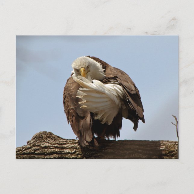 Bald Eagle (The bird giving the bird) Postcard (Front)