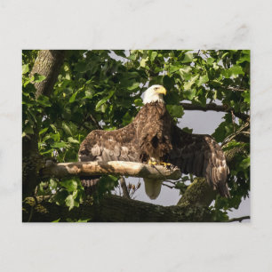 Bald Eagle, The Flasher Postcard