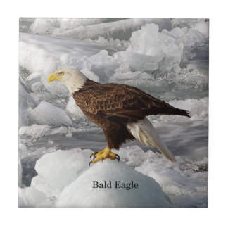 Bald Eagle tile