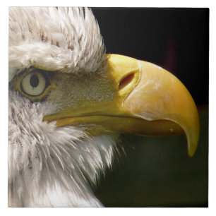BALD EAGLE TILE