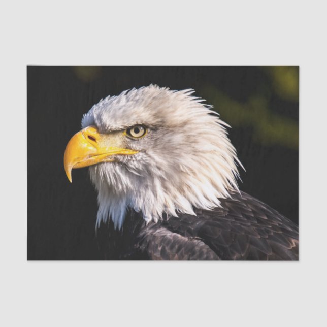 Bald Eagle Tissue Paper (Front)