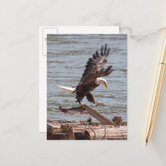 Bald Eagle Tries to Fly Off with Salmon Postcard (Front/Back In Situ)