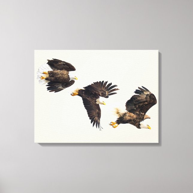 Bald Eagle Triple Flight Canvas Print (Front)