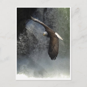 BALD EAGLE & WATER FALL Postcards