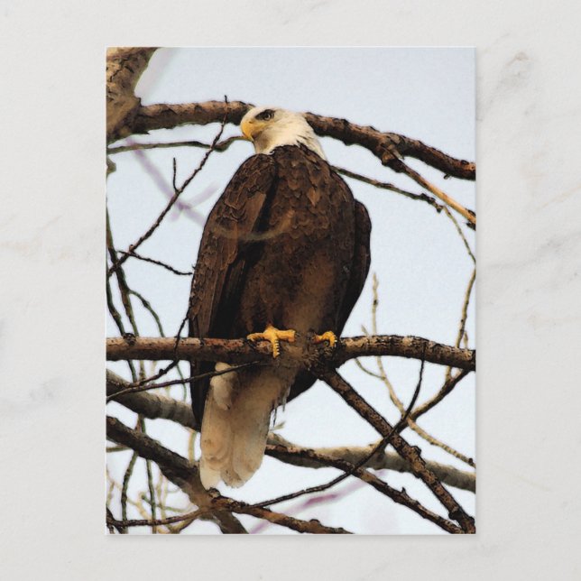 Bald Eagle Watercolor Postcard (Front)