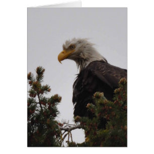 Bald Eagle WET :) - Frameable Art Card