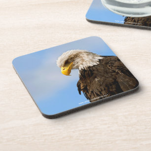 Bald Eagle Wildlife Portrait Art Coaster