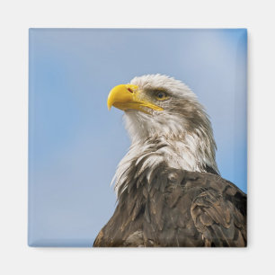 Bald Eagle Wildlife Portrait Art Magnet