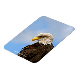 Bald Eagle Wildlife Portrait Art Magnet