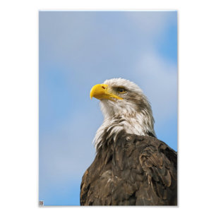 Bald Eagle Wildlife Portrait Art Photo Print