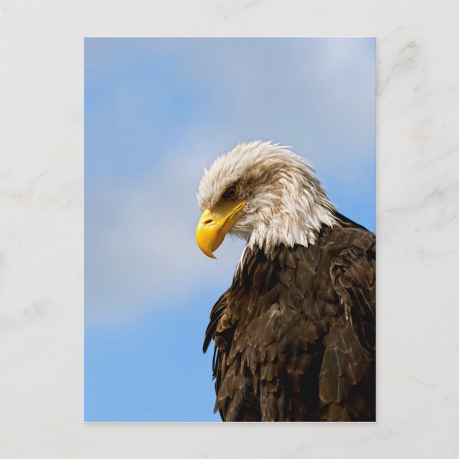 Bald Eagle Wildlife Portrait Art Postcard (Front)