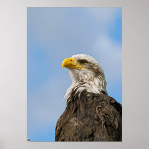 Bald Eagle Wildlife Portrait Art Poster