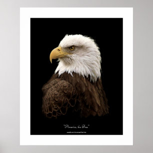 Bald Eagle Wildlife Poster Print