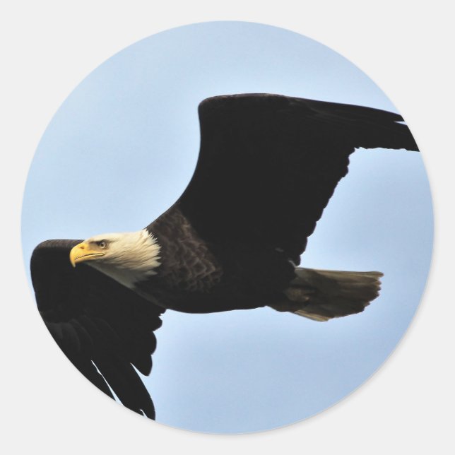 Bald Eagle Wingspan Classic Round Sticker (Front)