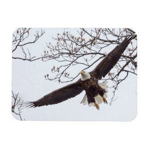 Bald Eagle Wingspread Magnet