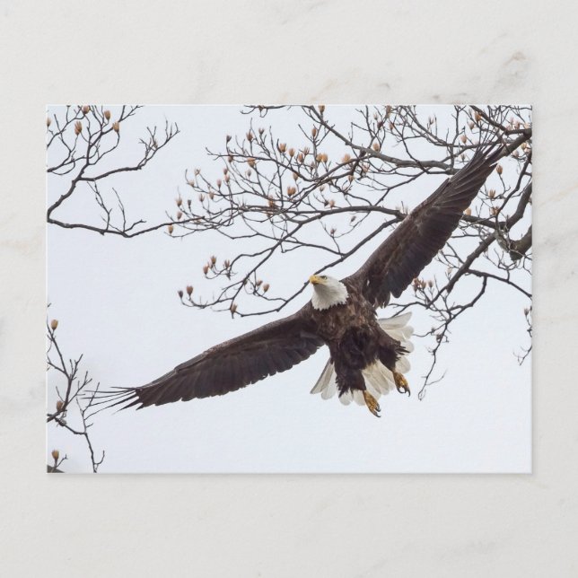 Bald Eagle Wingspread Postcard (Front)
