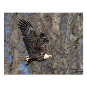 Bald Eagle with a Catfish Photo Print