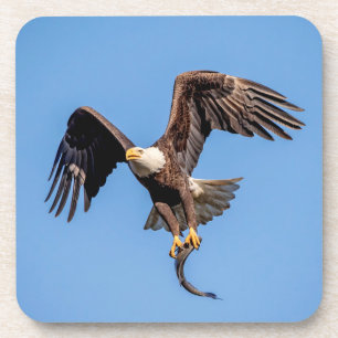Bald Eagle with a fish Coaster