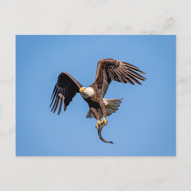 Bald Eagle with a fish Postcard (Front)