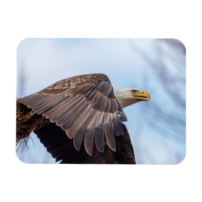 Bald Eagle with a wad of hay Magnet (Horizontal)