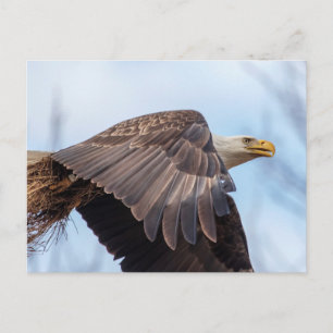 Bald Eagle with a wad of hay Postcard