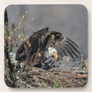 Bald Eagle with her baby Coaster