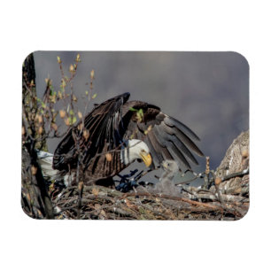 Bald Eagle with her baby Magnet