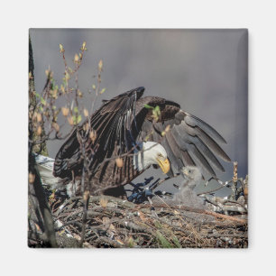 Bald Eagle with her baby Magnet