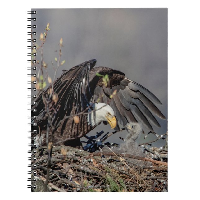 Bald Eagle with her baby Notebook (Front)
