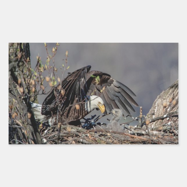 Bald Eagle with her baby Rectangular Sticker (Front)