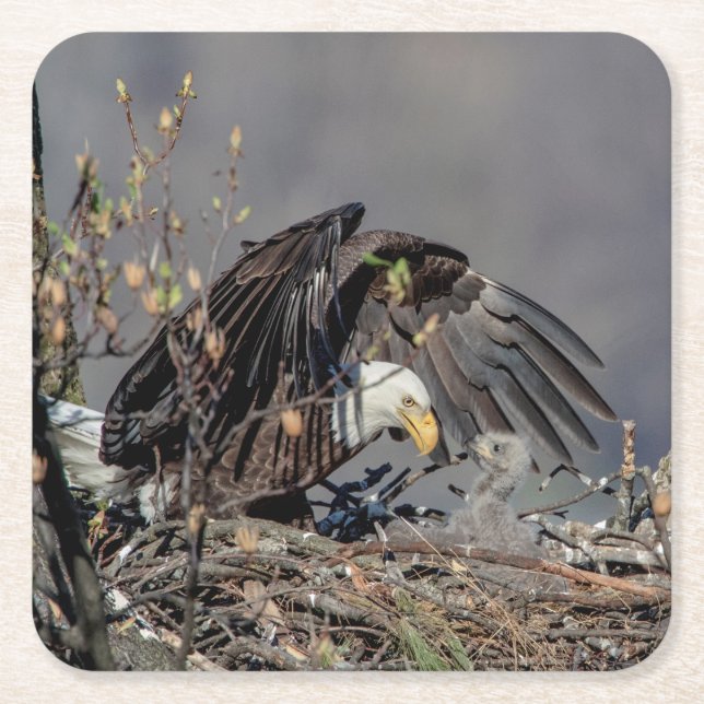 Bald Eagle with her baby Square Paper Coaster (Front)