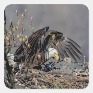 Bald Eagle with her baby Square Sticker