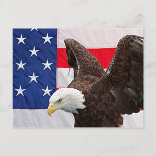 Bald Eagle with the American Flag Postcard