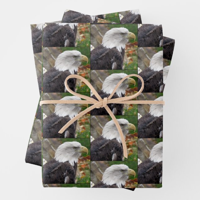 Bald Eagle - Wrapping Paper Sheets (In situ)