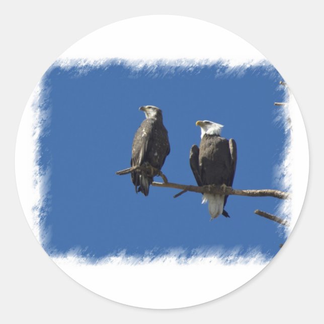 Bald Eagles Classic Round Sticker (Front)