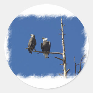 Bald Eagles Classic Round Sticker