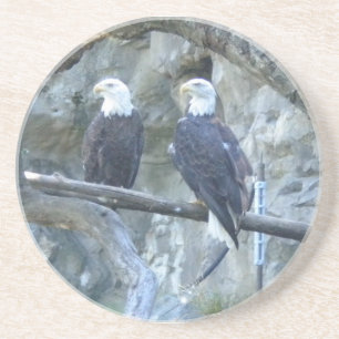 Bald Eagles Coaster