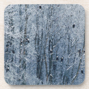 Bald Eagles Coaster