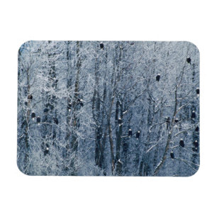 Bald Eagles Magnet