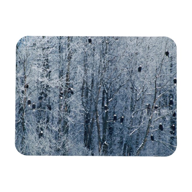 Bald Eagles Magnet (Horizontal)