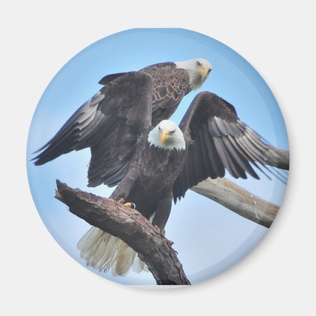 Bald Eagles Magnet (Front)