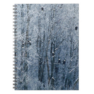 Bald Eagles Notebook