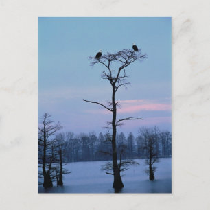 Bald eagles on top of a tree postcard